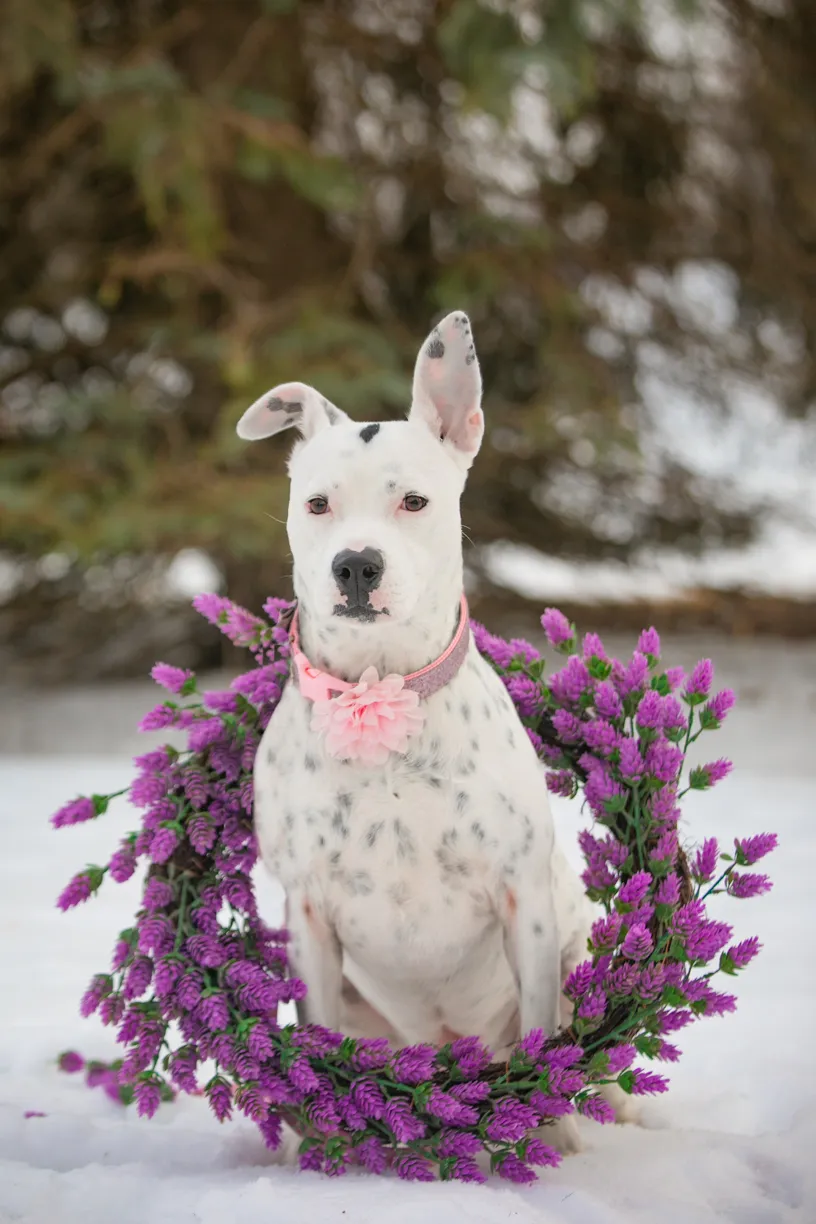 Valentine Minis: Minnesota pet photography, photo 31 of 46