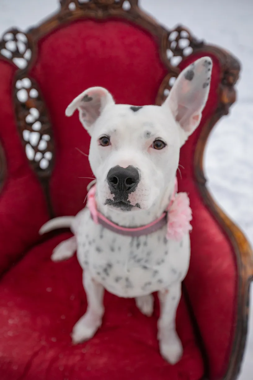 Valentine Minis: Minnesota pet photography, photo 32 of 46
