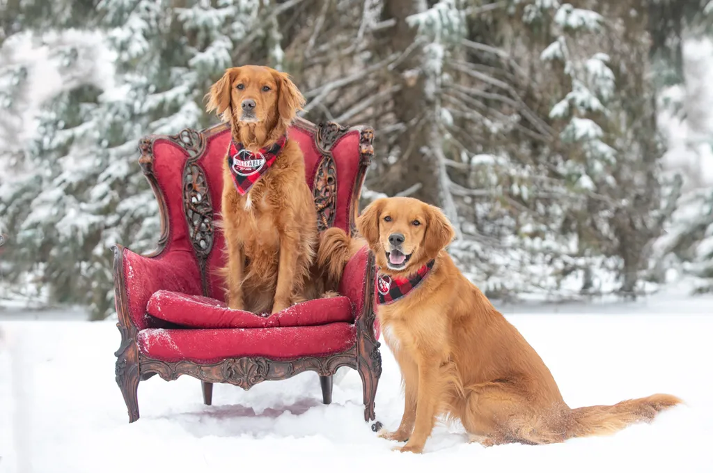 Valentine Minis: Minnesota pet photography, photo 34 of 46