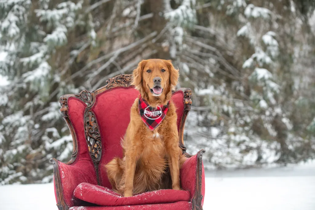 Valentine Minis: Minnesota pet photography, photo 33 of 46