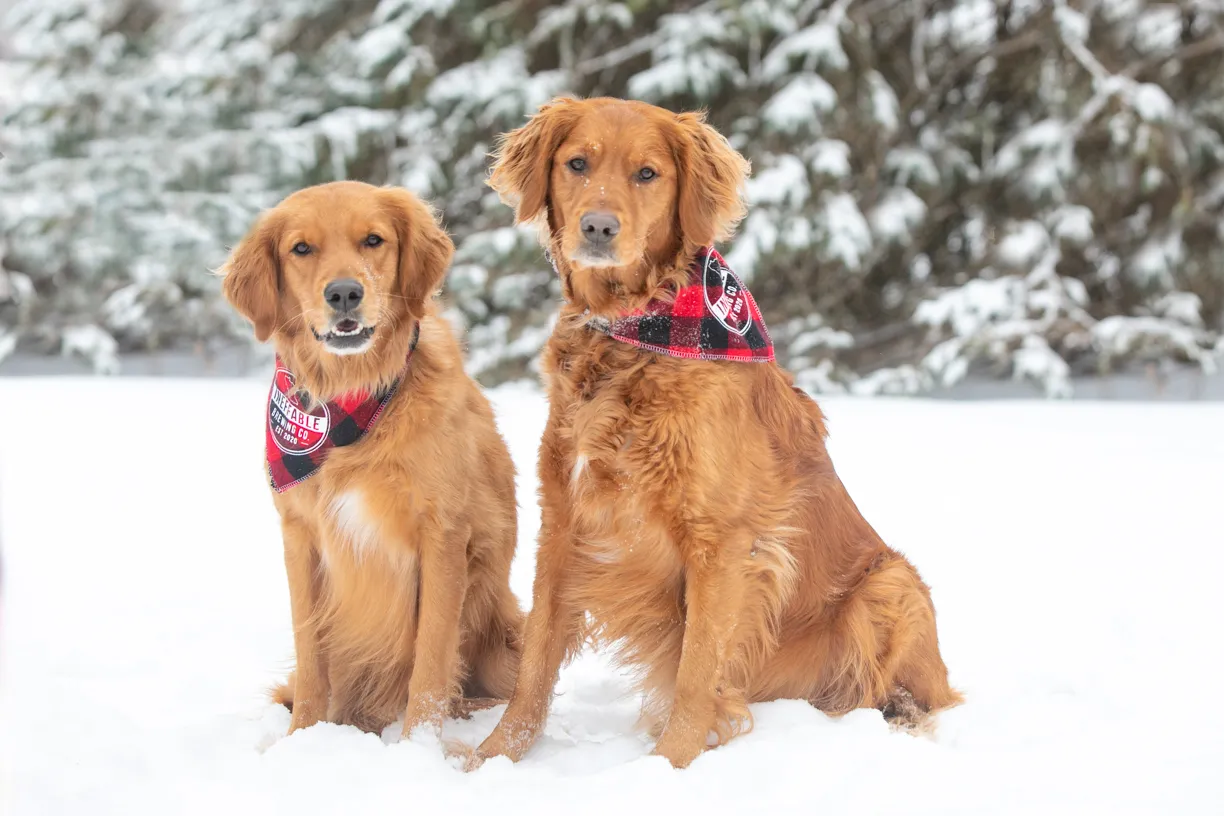 Cover photo for Valentine Minis: Minnesota pet photography