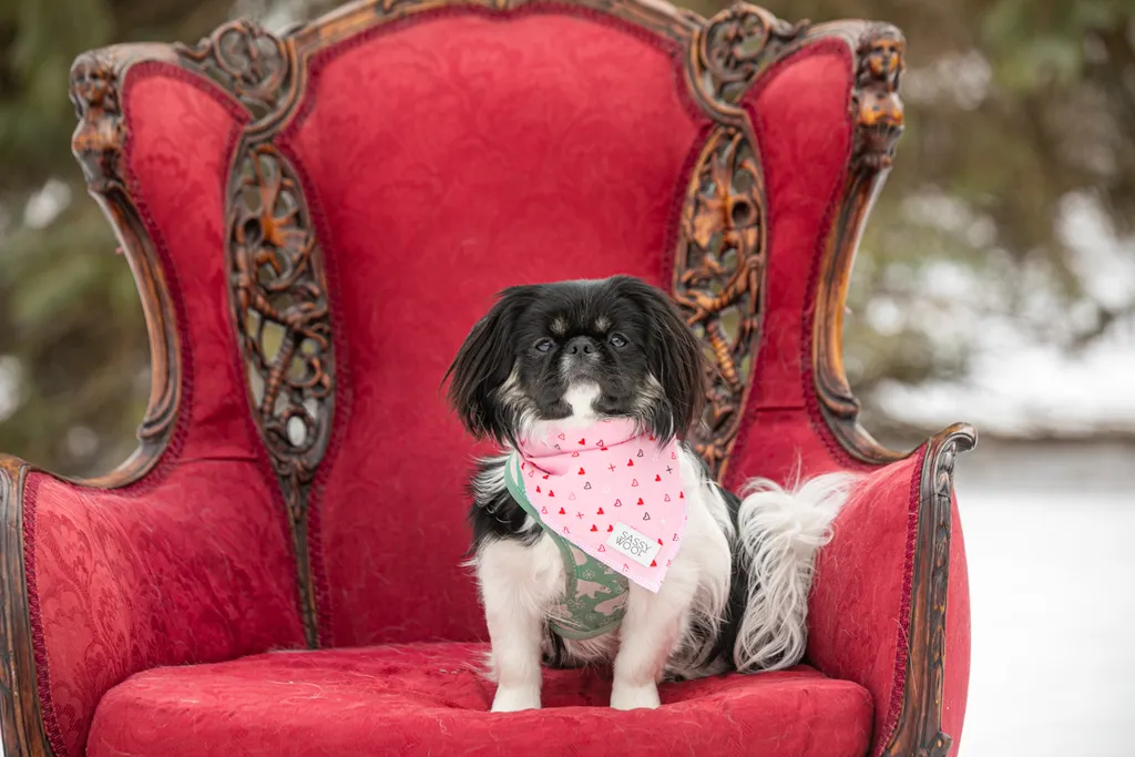 Valentine Minis: Minnesota pet photography, photo 2 of 46