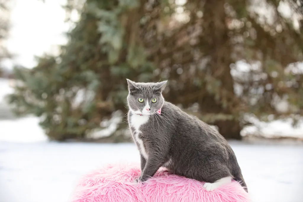 Valentine Minis: Minnesota pet photography, photo 9 of 46