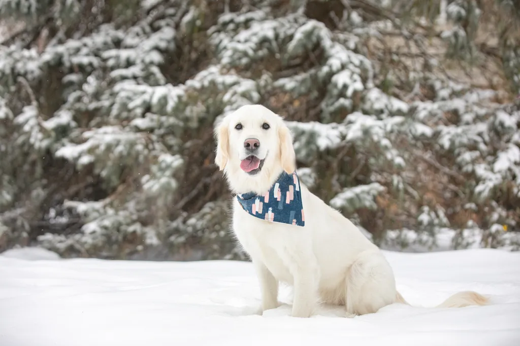 Valentine Minis: Minnesota pet photography, photo 37 of 46