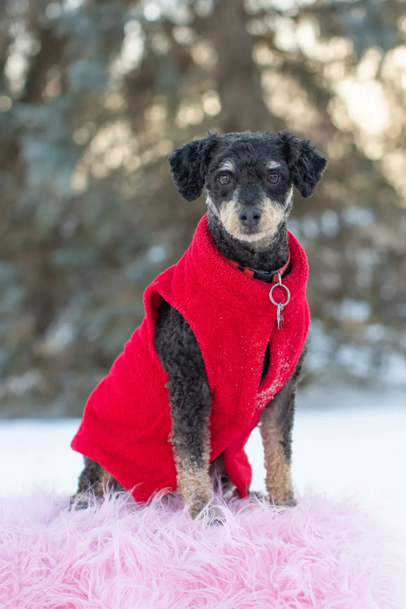 Valentine Minis: Minnesota pet photography, photo 39 of 46
