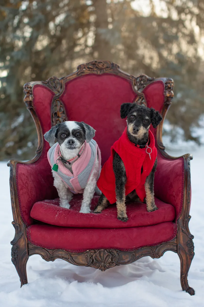 Valentine Minis: Minnesota pet photography, photo 38 of 46