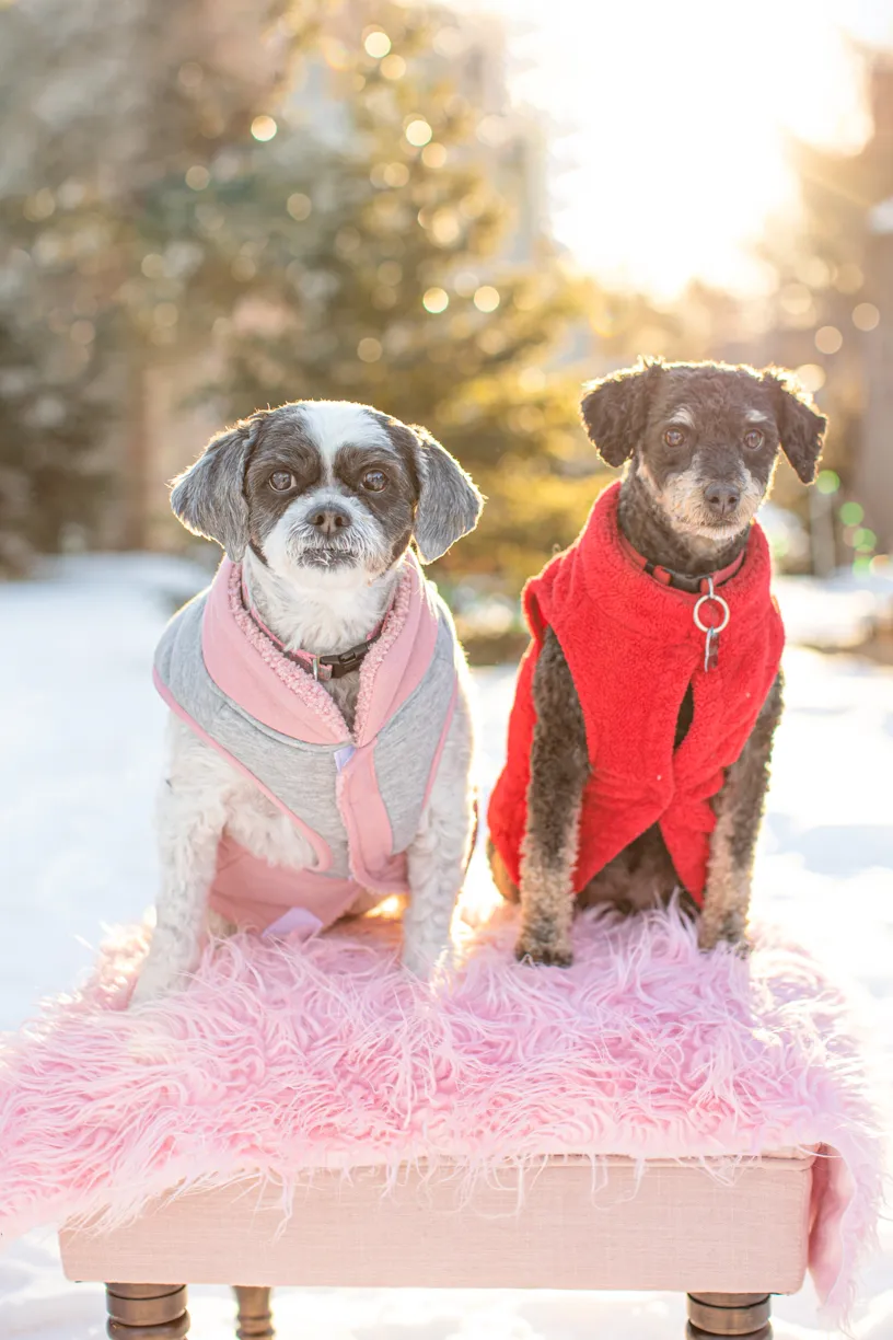 Valentine Minis: Minnesota pet photography, photo 40 of 46