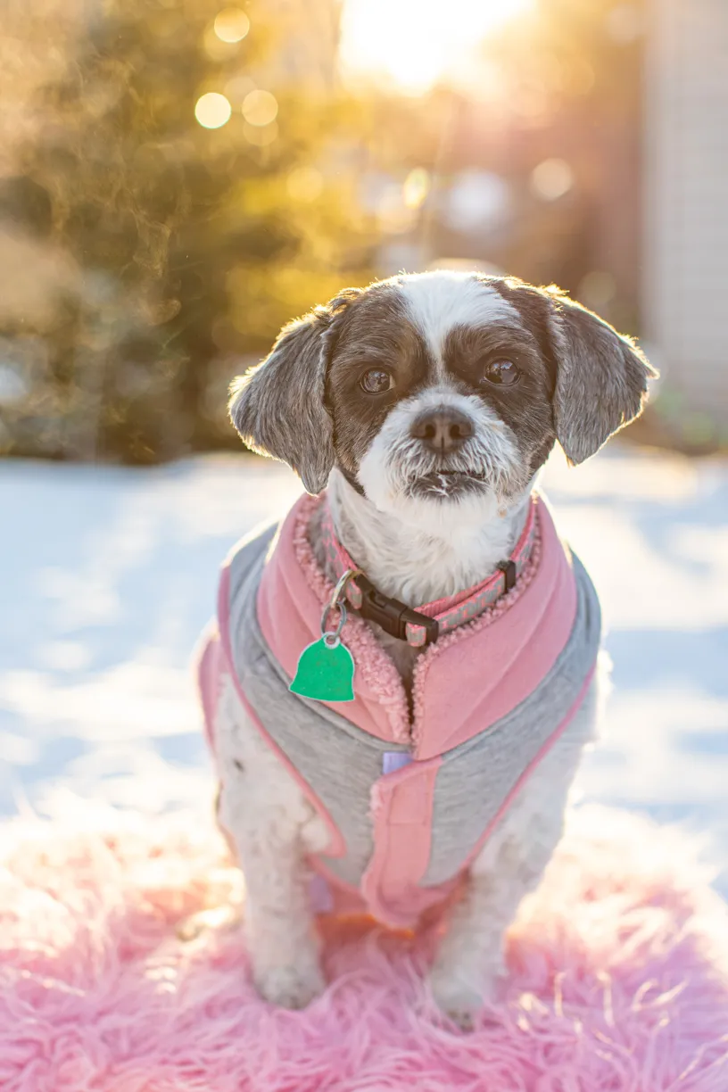 Valentine Minis: Minnesota pet photography, photo 41 of 46