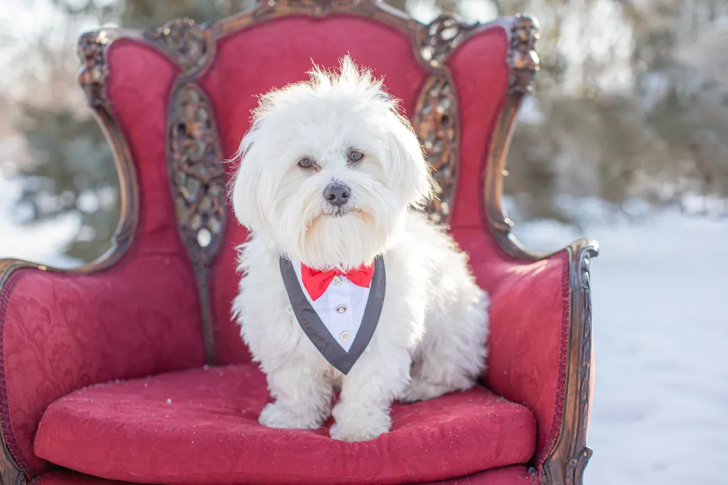 Valentine Minis: Minnesota pet photography, photo 42 of 46