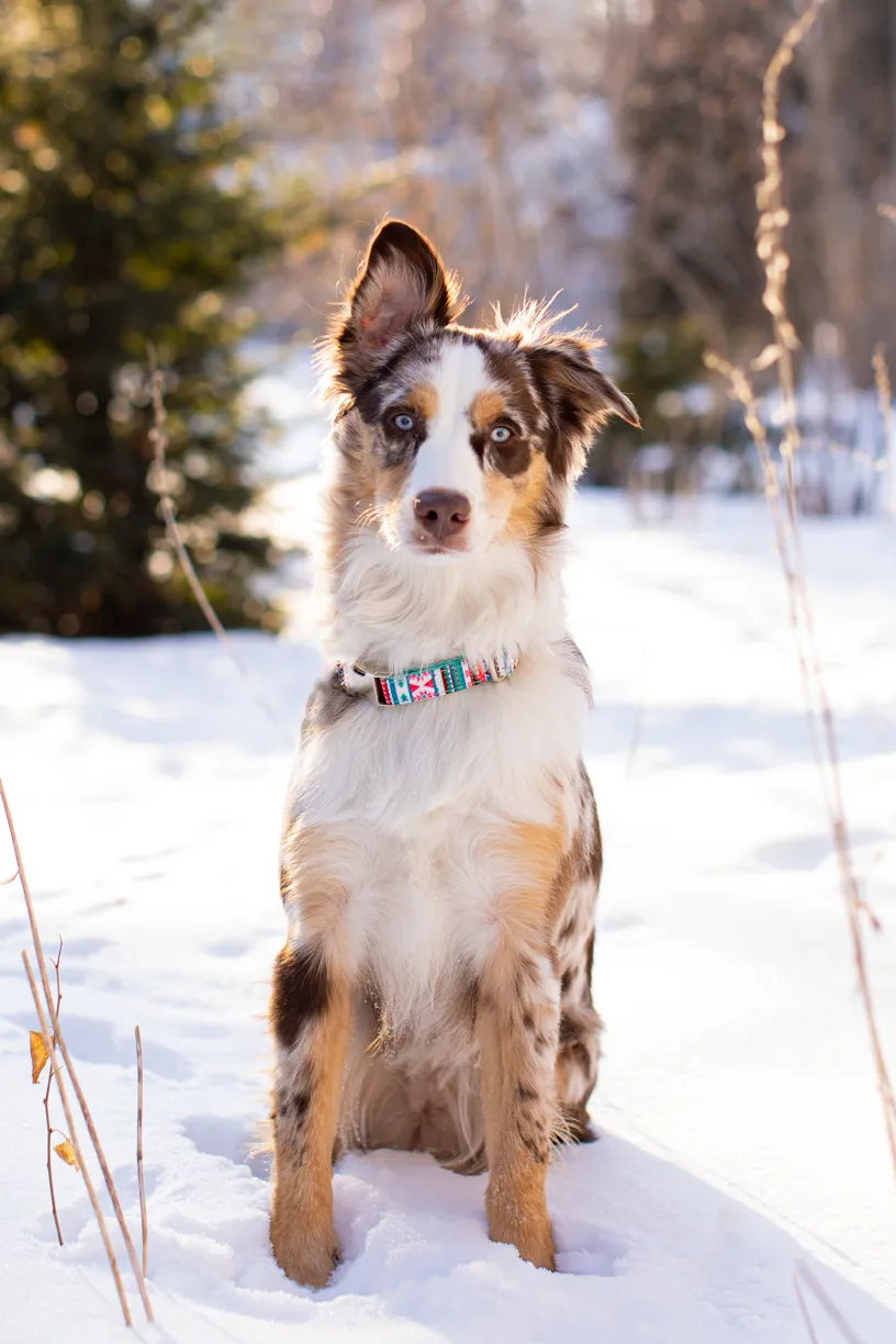 Valentine Minis: Minnesota pet photography, photo 45 of 46