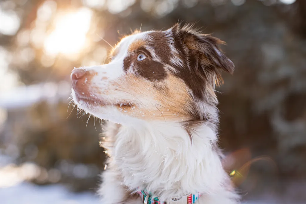Valentine Minis: Minnesota pet photography, photo 44 of 46