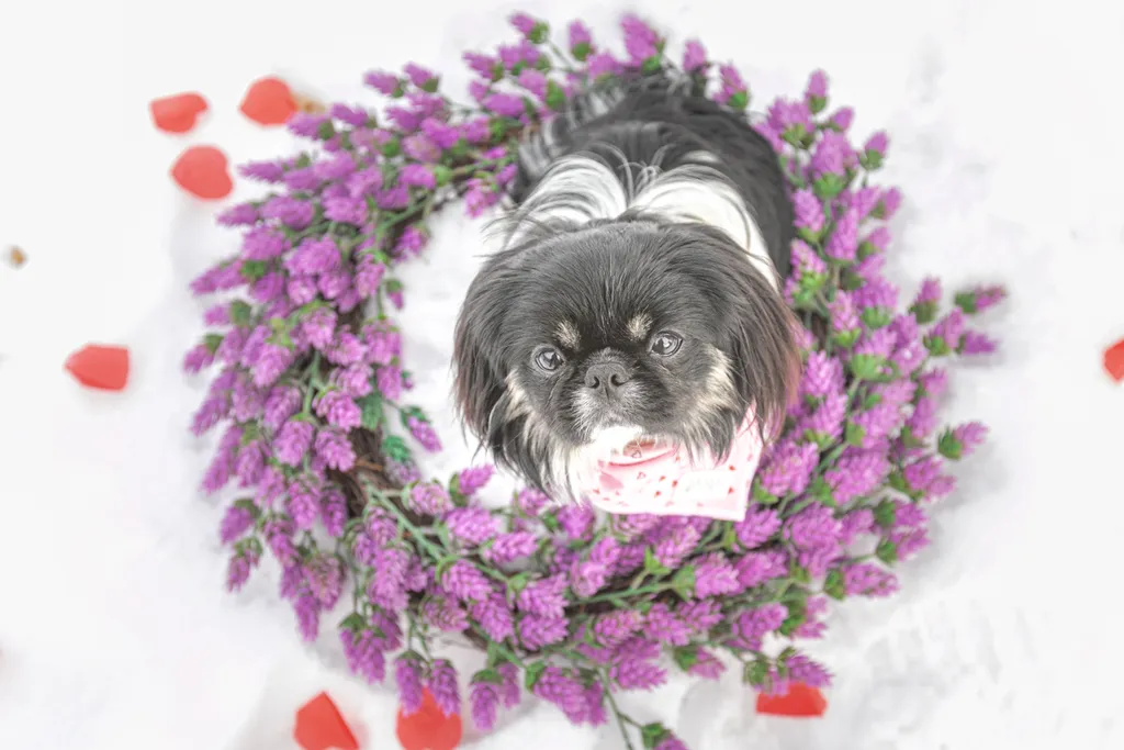 Valentine Minis: Minnesota pet photography, photo 3 of 46
