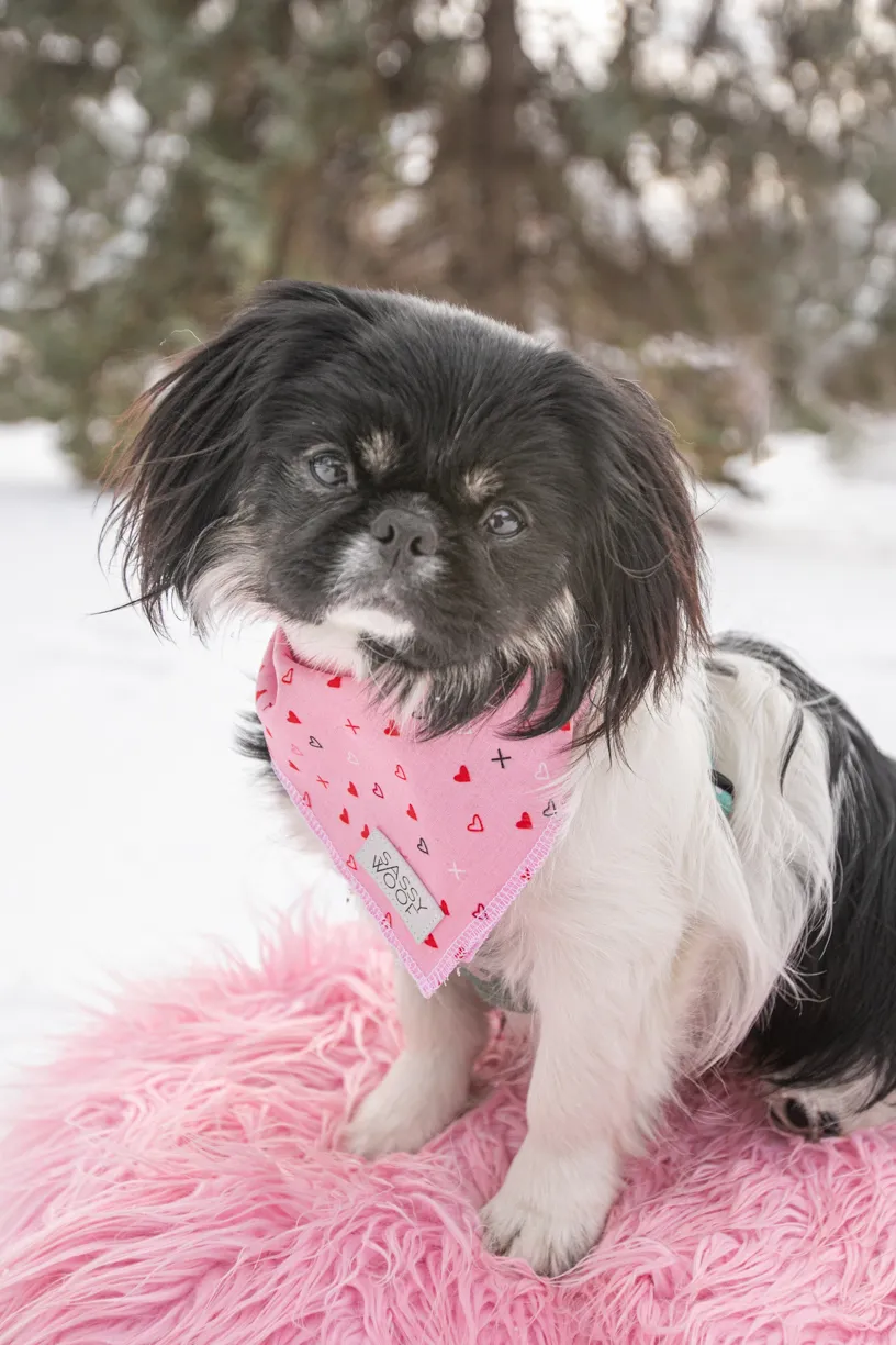 Valentine Minis: Minnesota pet photography, photo 4 of 46