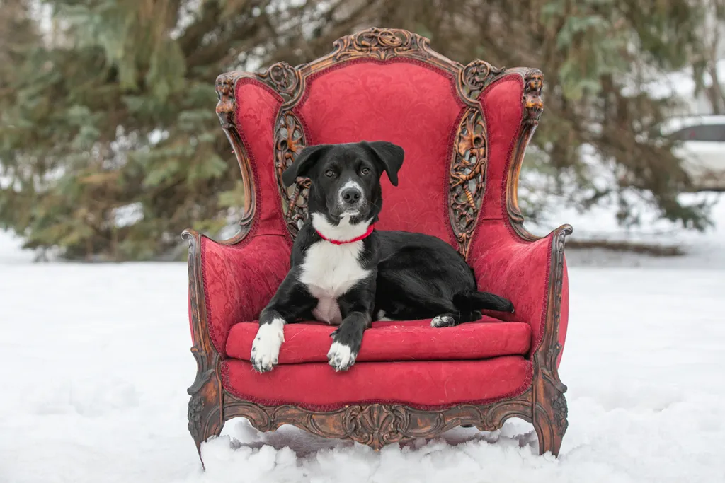 Valentine Minis: Minnesota pet photography, photo 12 of 46