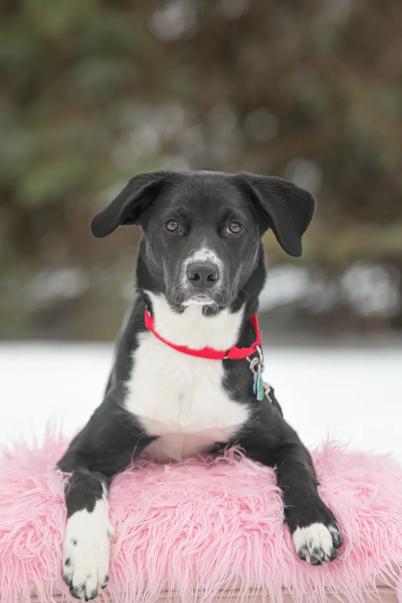 Valentine Minis: Minnesota pet photography, photo 14 of 46
