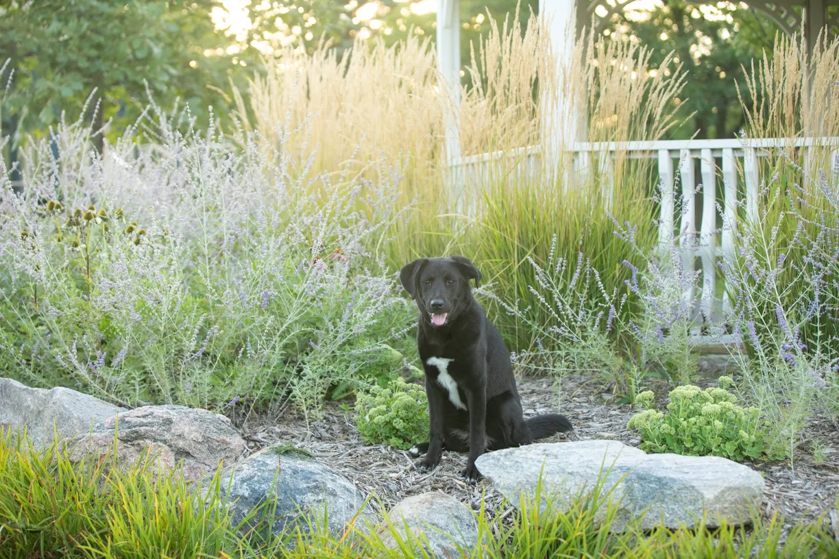 Cover photo for a year of Montana the puppy