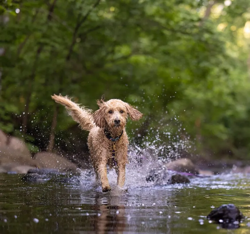 Pet photo 2 of 8 by K Schulz Photography