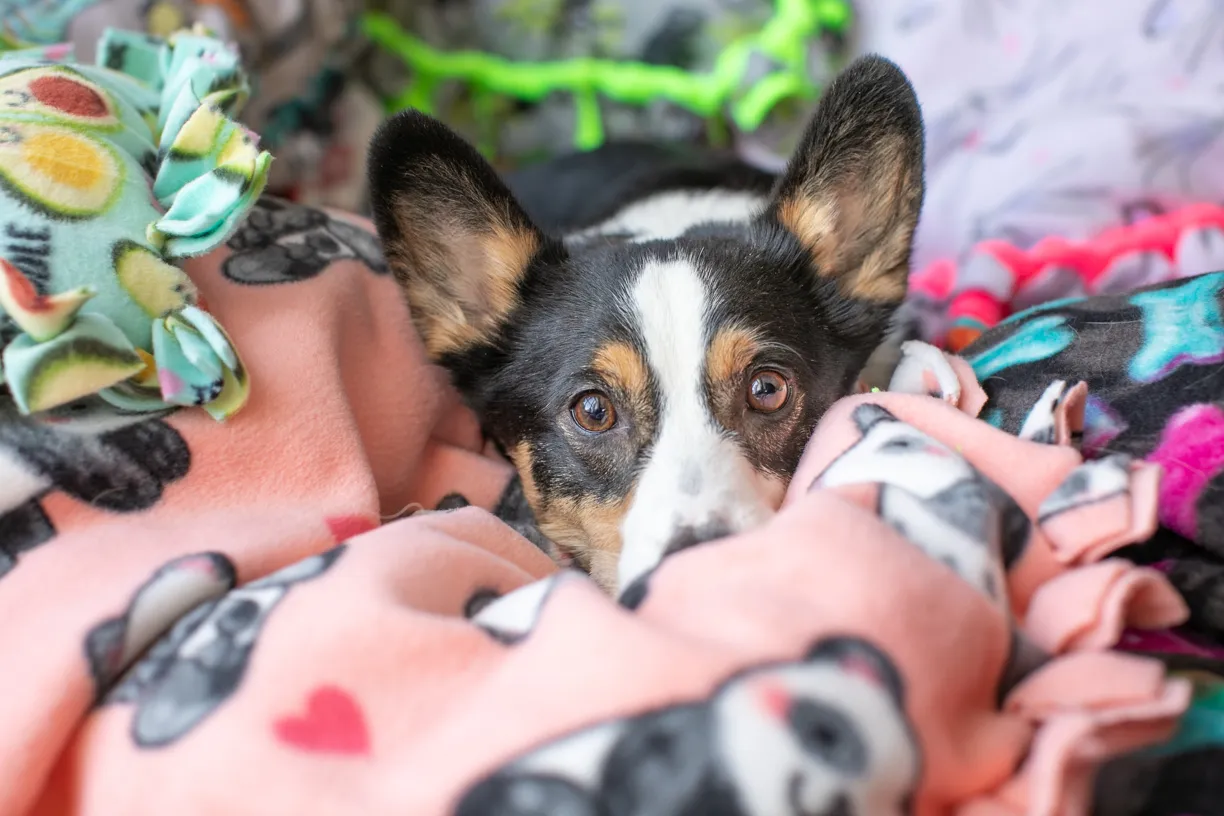 Commercial pet photo 8 of 8 by K Schulz Photography