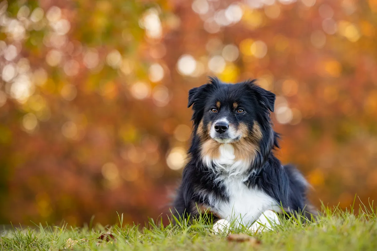 Pet photo 4 of 8 by K Schulz Photography