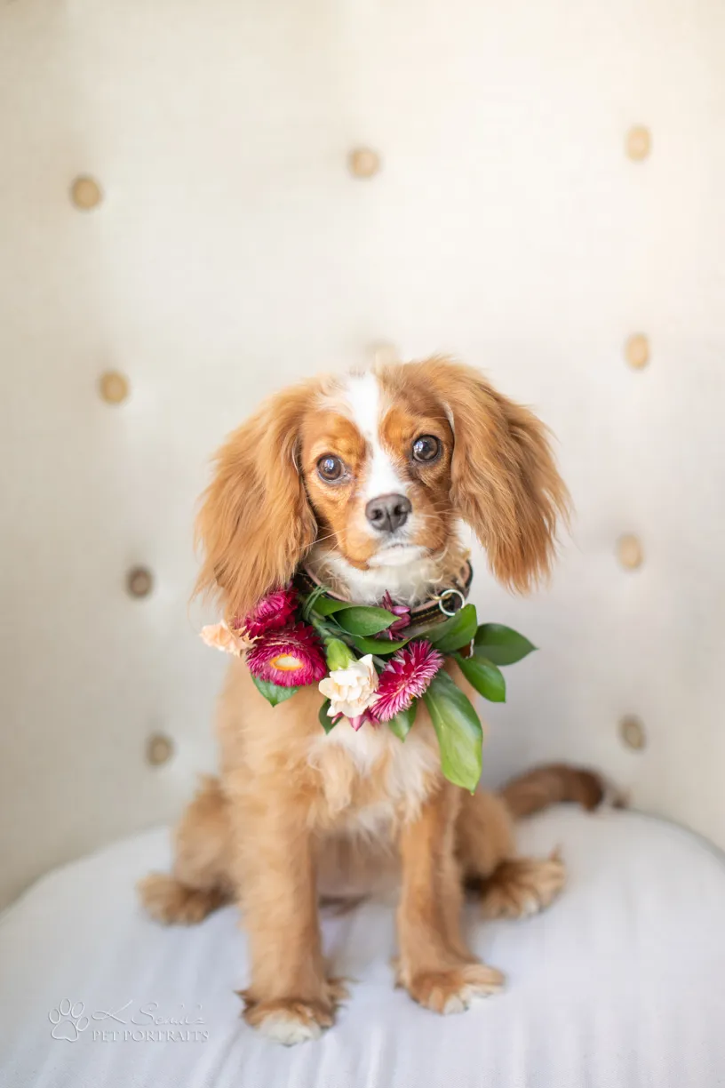 Minneapolis dog friendly venue and vendors, photo 5 of 28