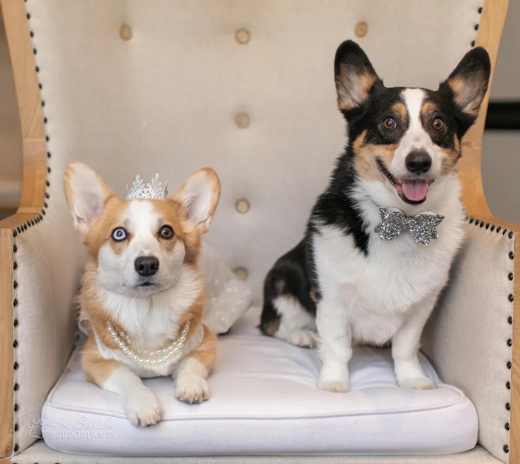 Minneapolis dog friendly venue and vendors, photo 15 of 28