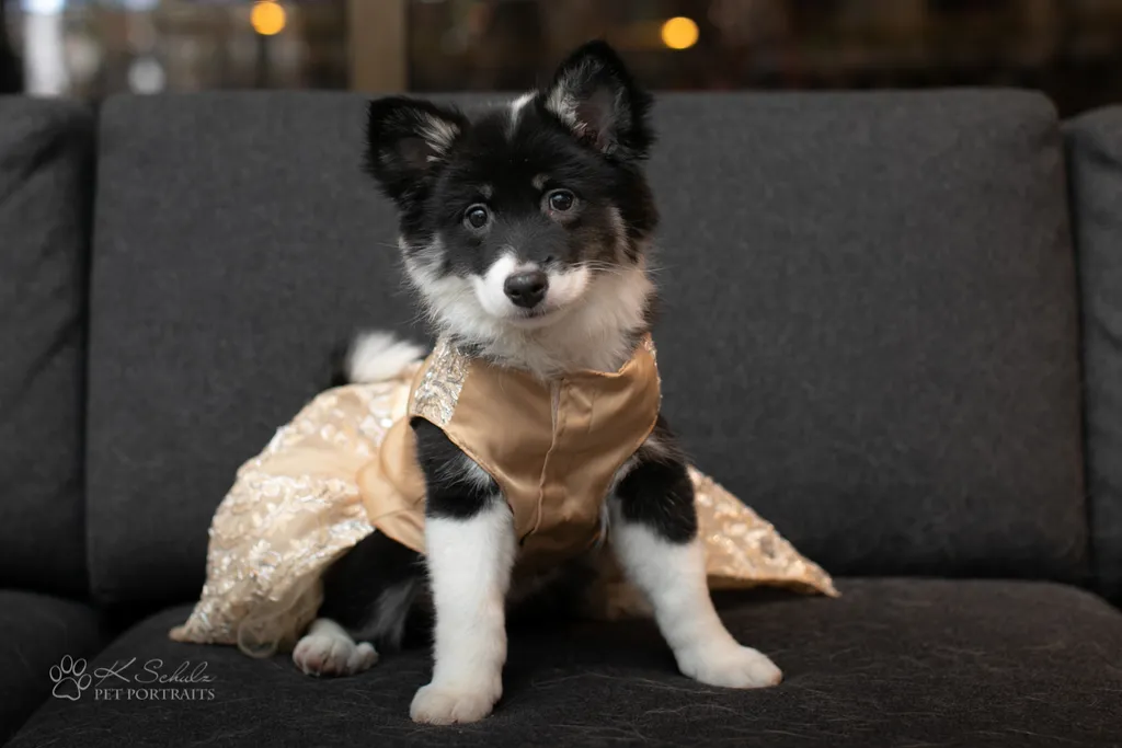 Minneapolis dog friendly venue and vendors, photo 17 of 28