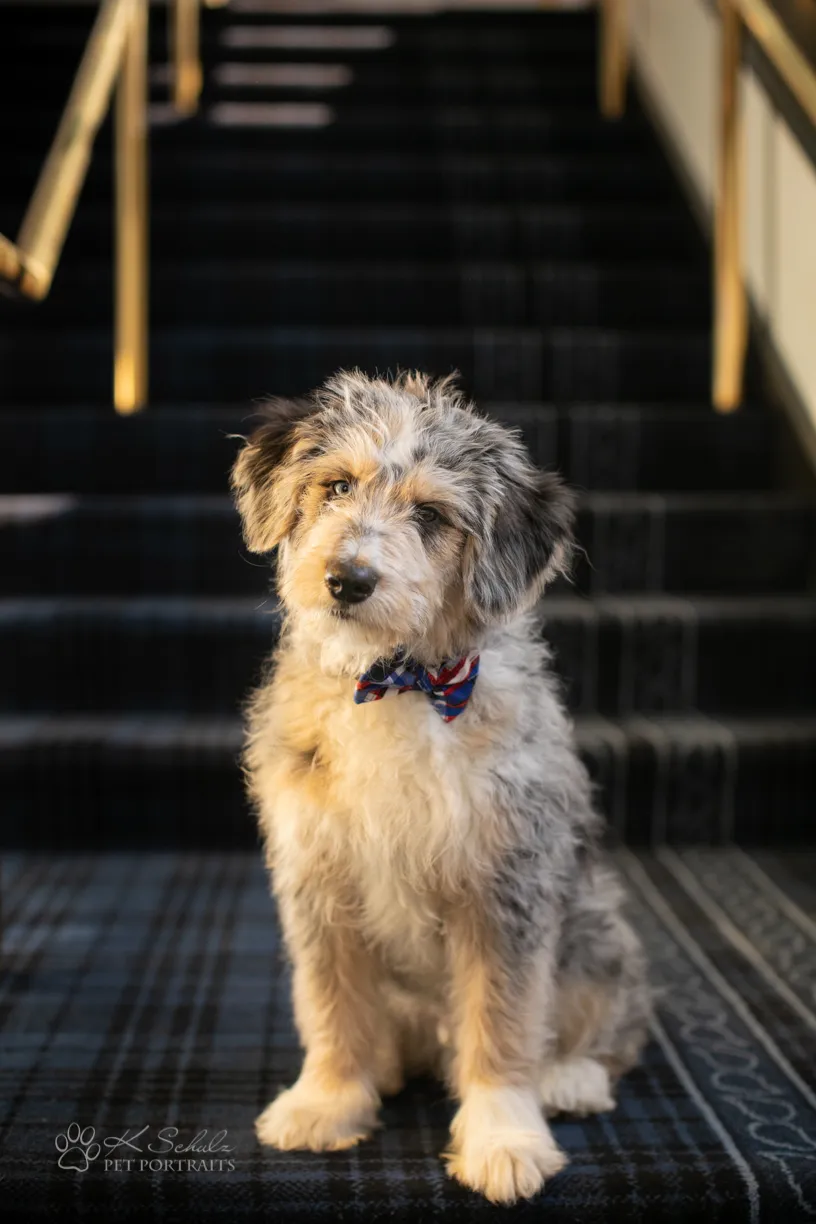 Minneapolis dog friendly venue and vendors, photo 26 of 28