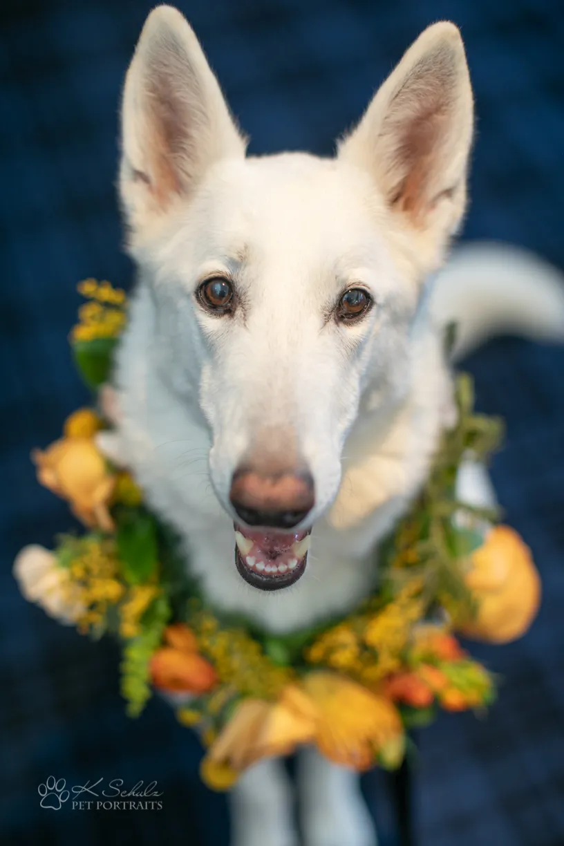 Minneapolis dog friendly venue and vendors, photo 8 of 28