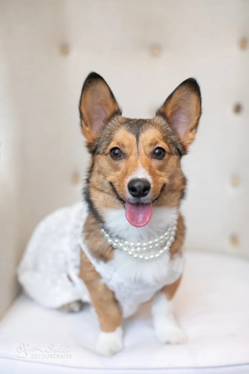Minneapolis dog friendly venue and vendors, photo 18 of 28