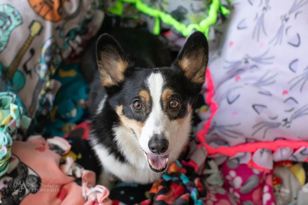 Minneapolis dog friendly venue and vendors, photo 27 of 28
