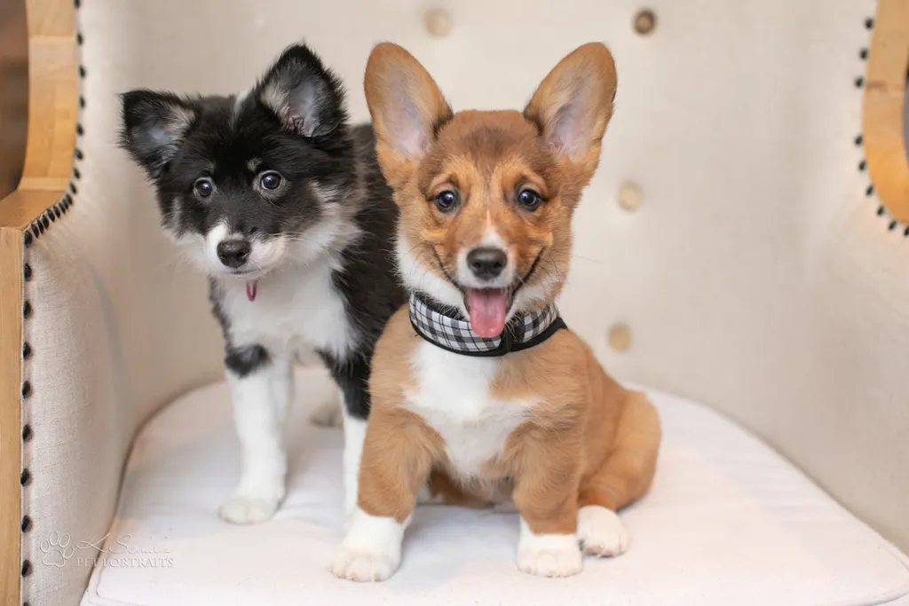 Minneapolis dog friendly venue and vendors, photo 28 of 28