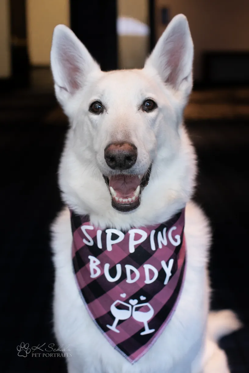 Minneapolis dog friendly venue and vendors, photo 19 of 28