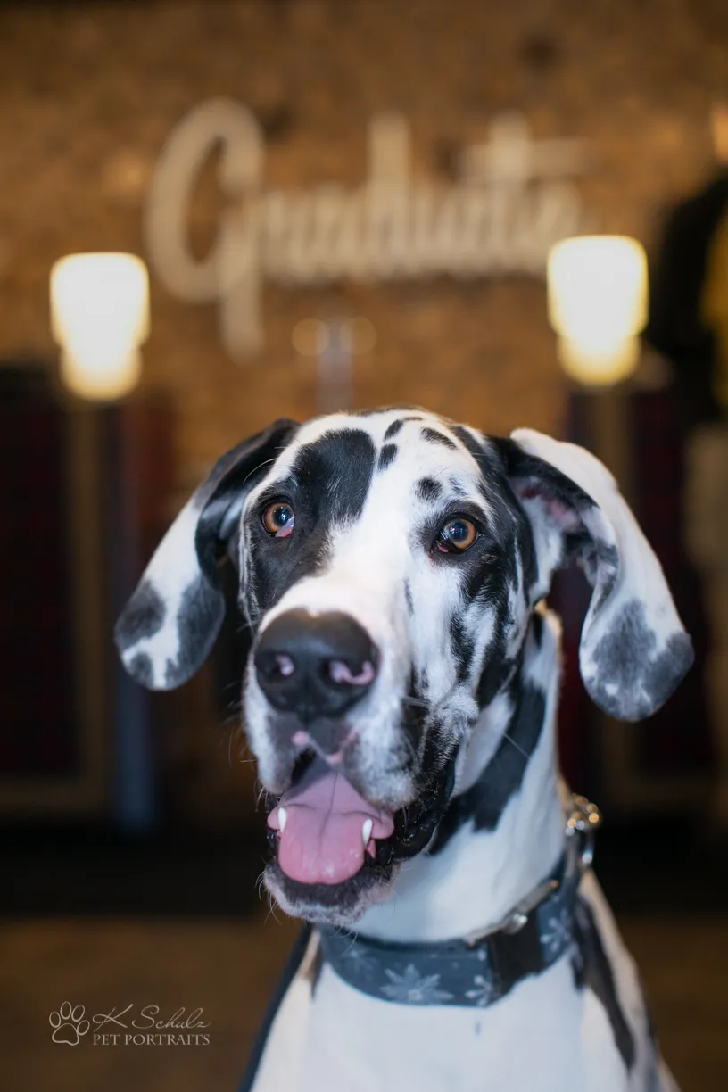 Minneapolis dog friendly venue and vendors, photo 3 of 28