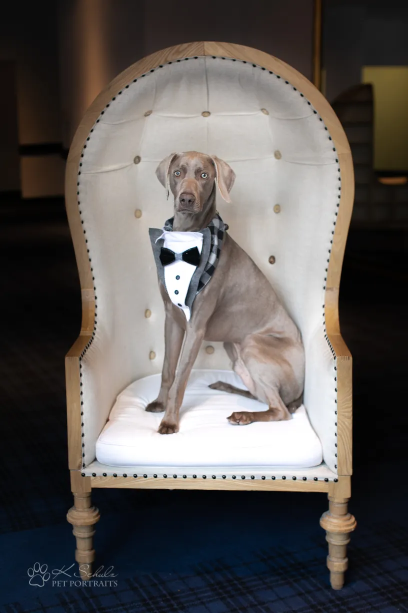Minneapolis dog friendly venue and vendors, photo 23 of 28