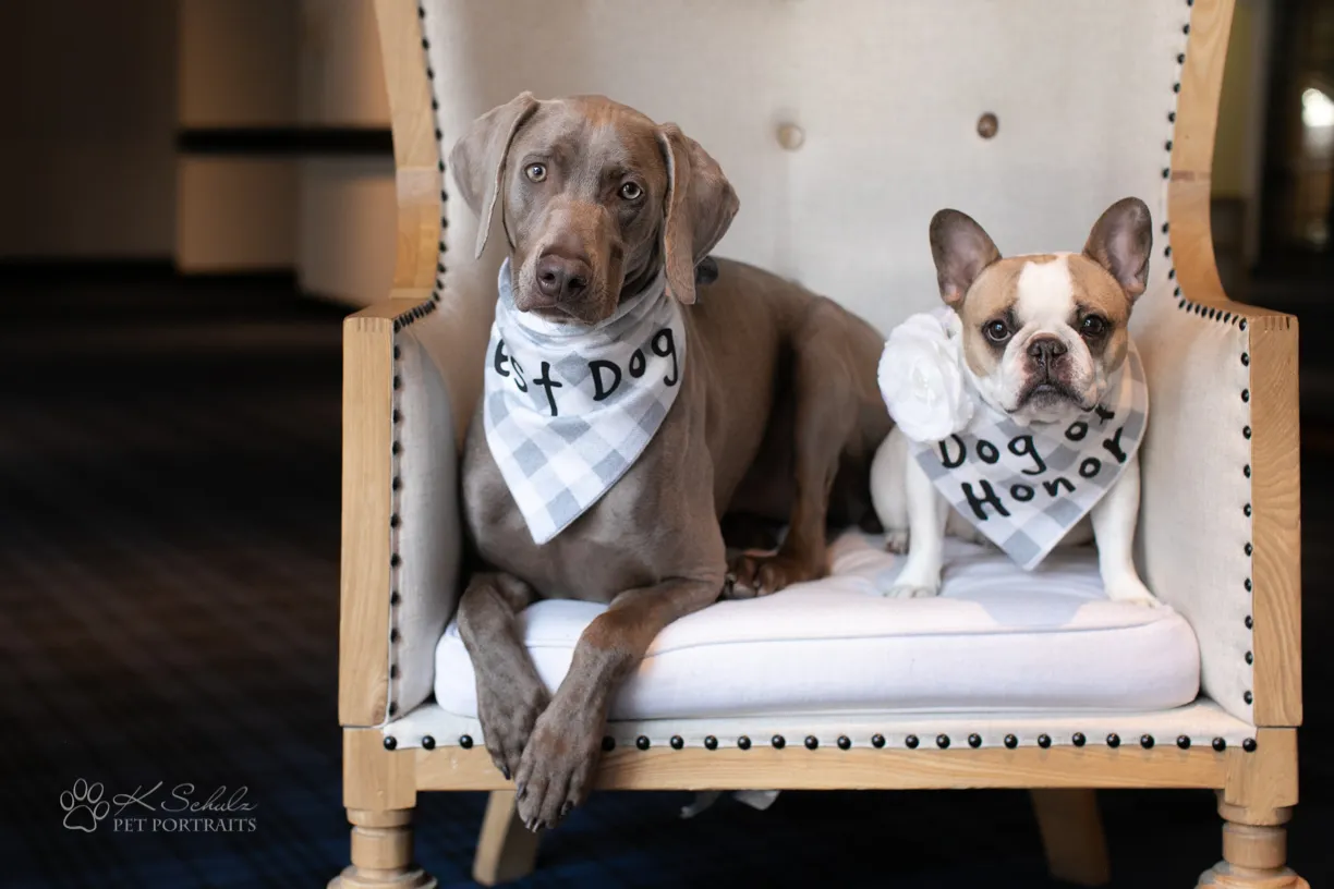 Cover photo for Minneapolis dog friendly venue and vendors