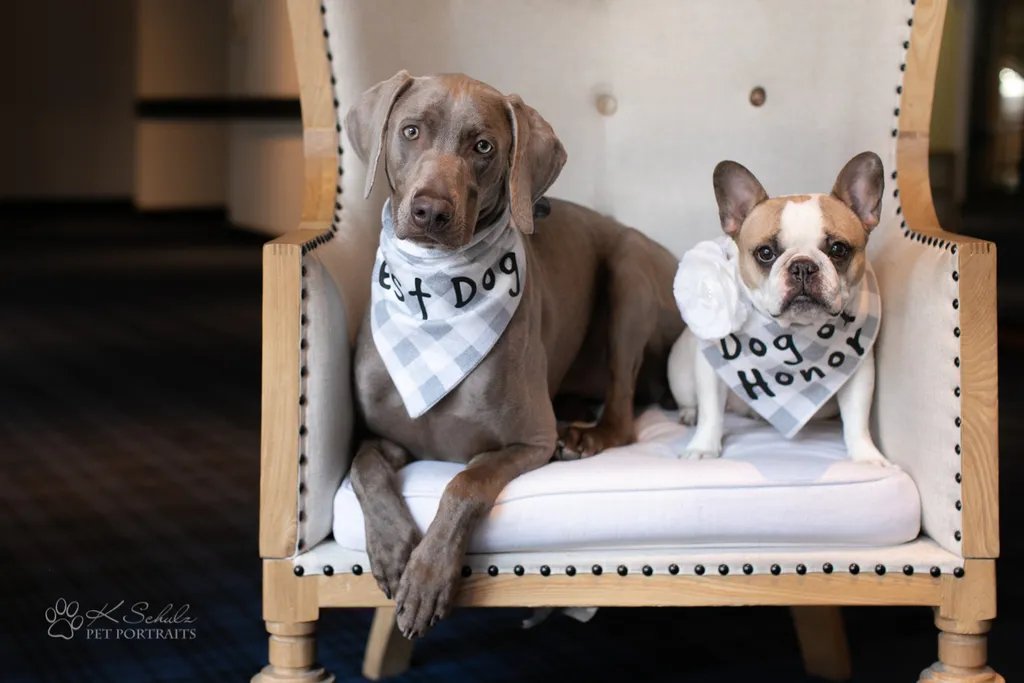 Minneapolis dog friendly venue and vendors, photo 22 of 28