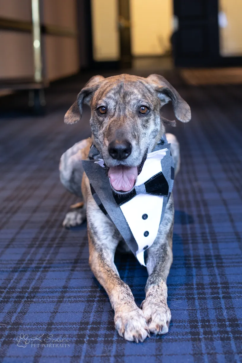 Minneapolis dog friendly venue and vendors, photo 21 of 28