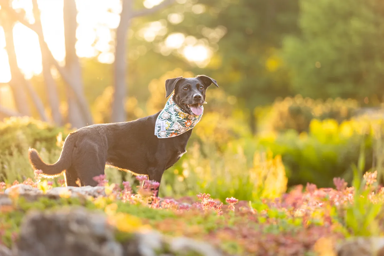 Black dog in a bandana standing on rocks in a sunlit flower garden