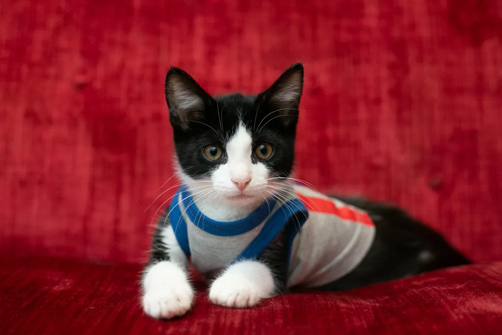 kitten on red couch