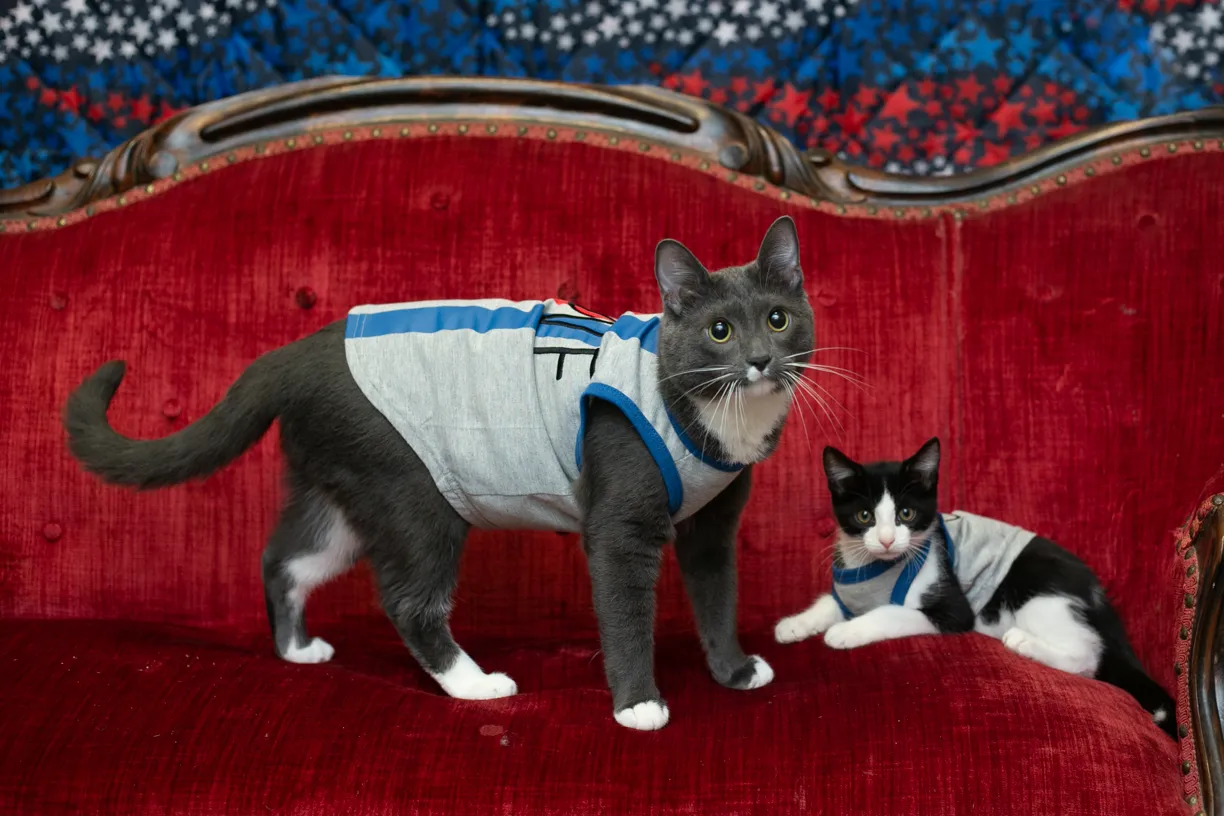 Cover photo for Furry friends and fireworks
