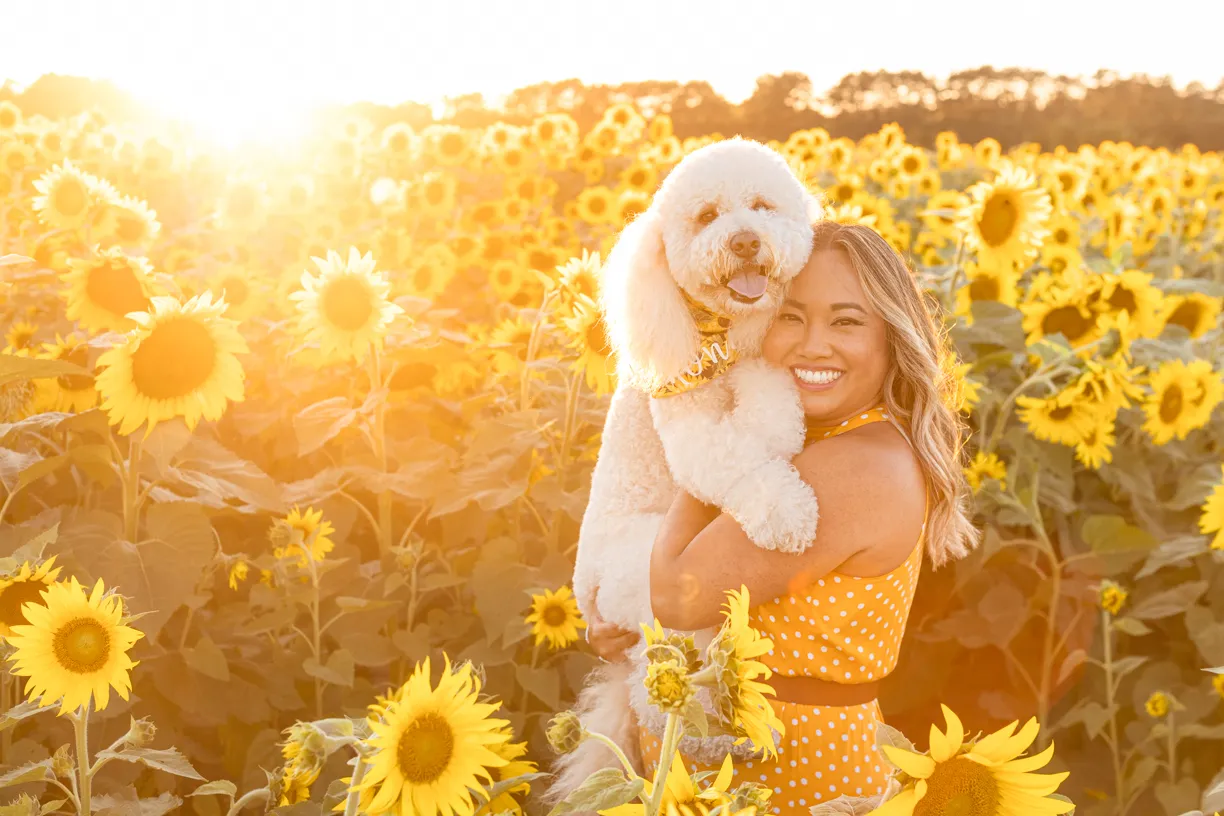 Woman hugging her fluffy white dog in a sunflower field