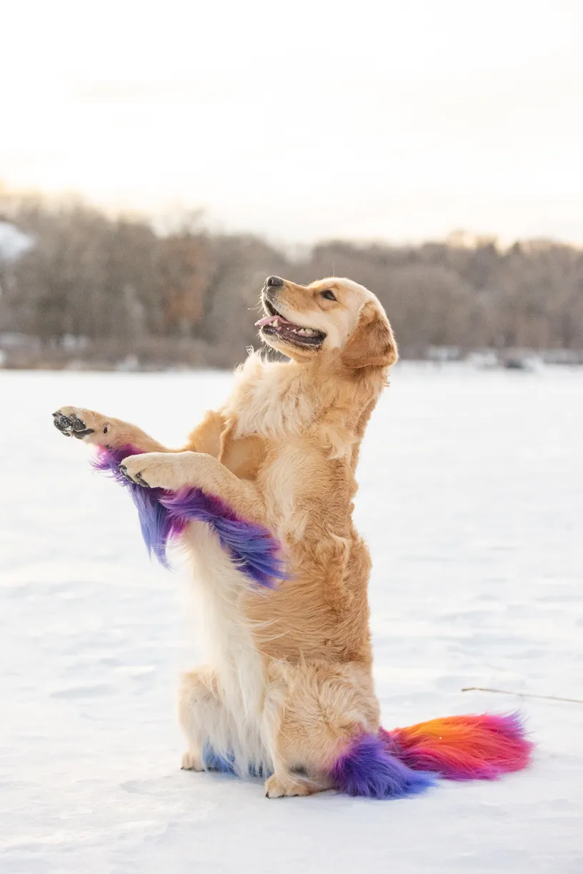 Rainbow Golden Retriever with dyed hair in Minnesota, photo 15 of 30