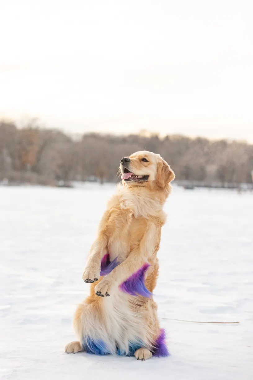 Rainbow Golden Retriever with dyed hair in Minnesota, photo 14 of 30