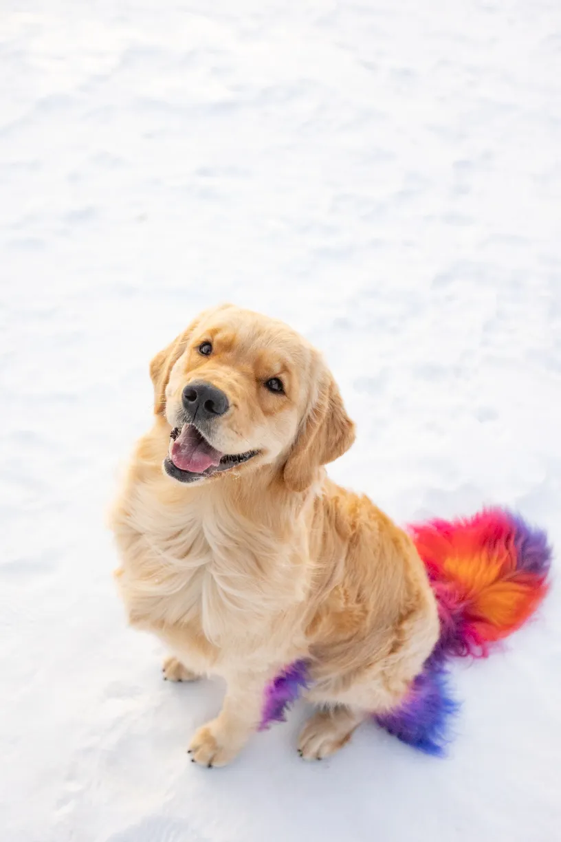 Rainbow Golden Retriever with dyed hair in Minnesota, photo 19 of 30