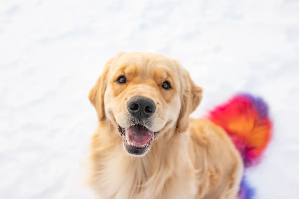 Rainbow Golden Retriever with dyed hair in Minnesota, photo 18 of 30