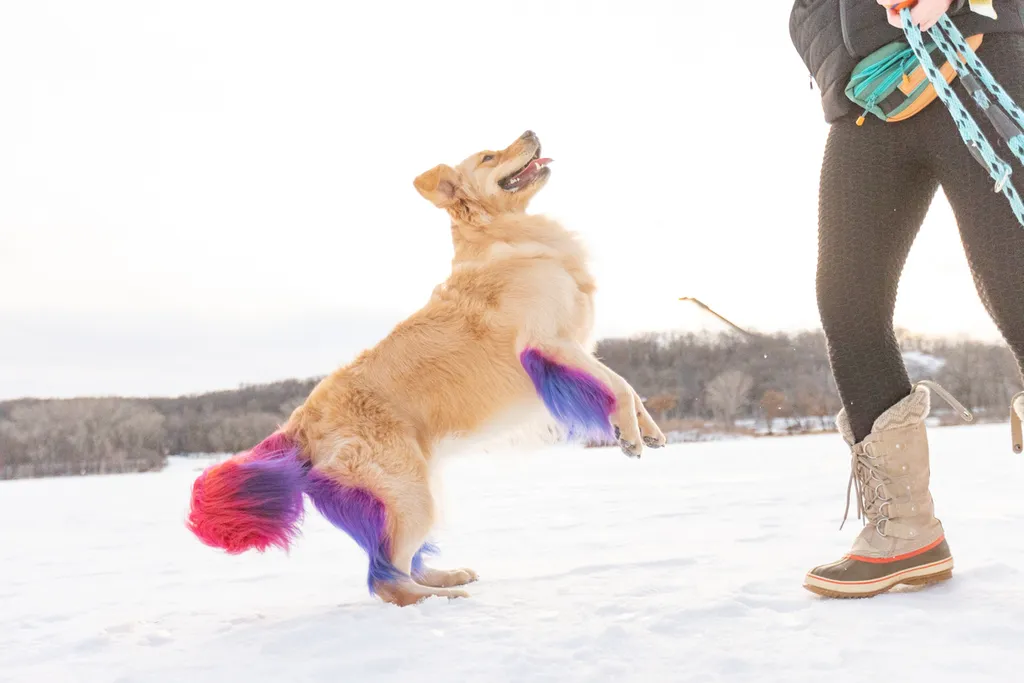 Rainbow Golden Retriever with dyed hair in Minnesota, photo 10 of 30