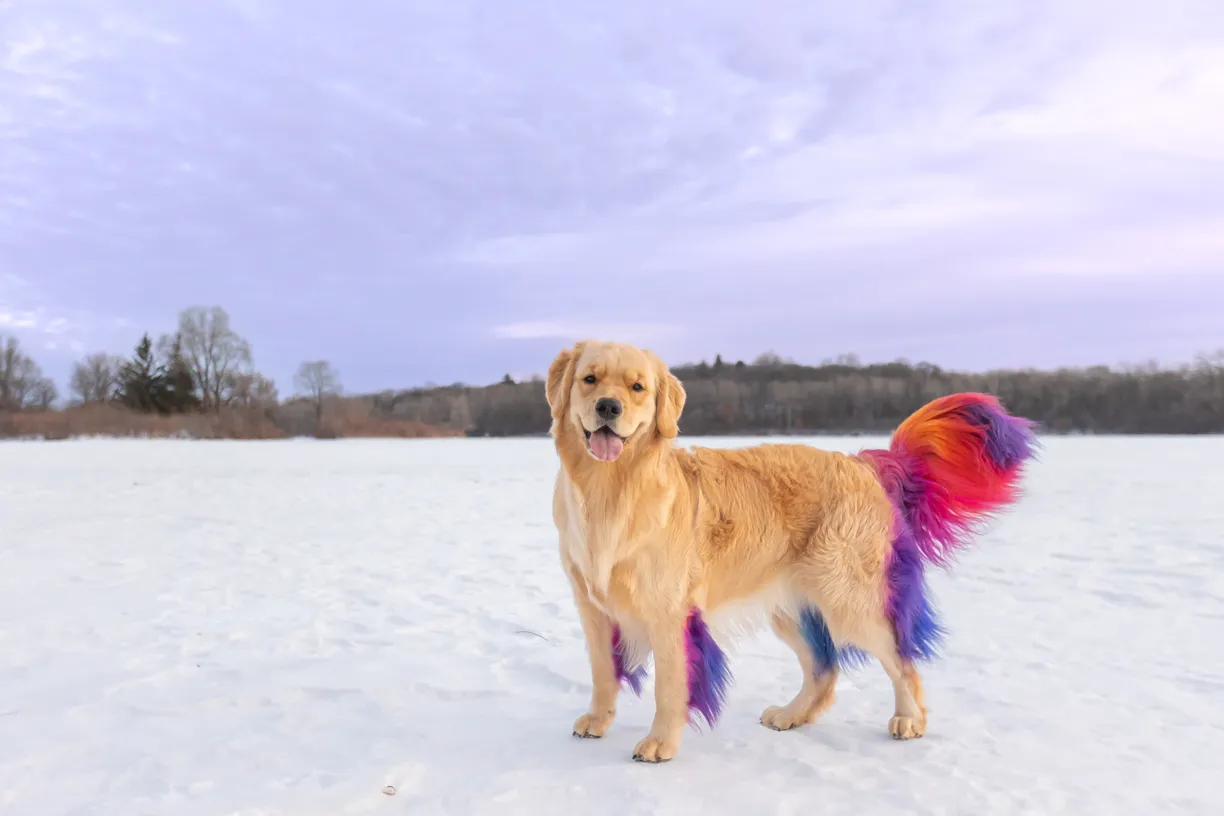 Cover photo for Rainbow Golden Retriever with dyed hair in Minnesota