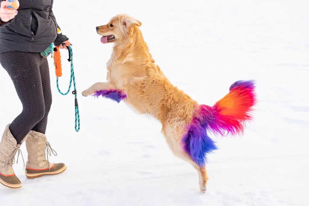 rainbow golden retriever