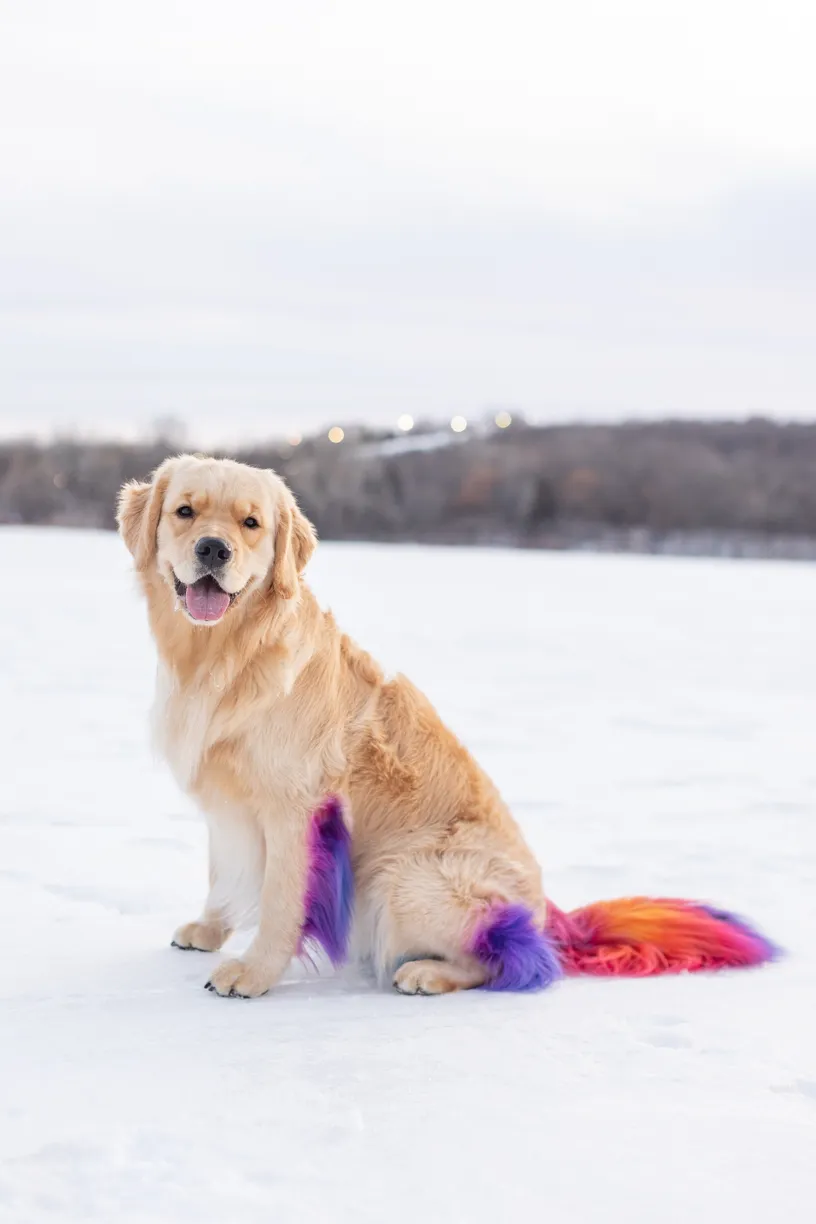Rainbow Golden Retriever with dyed hair in Minnesota, photo 13 of 30