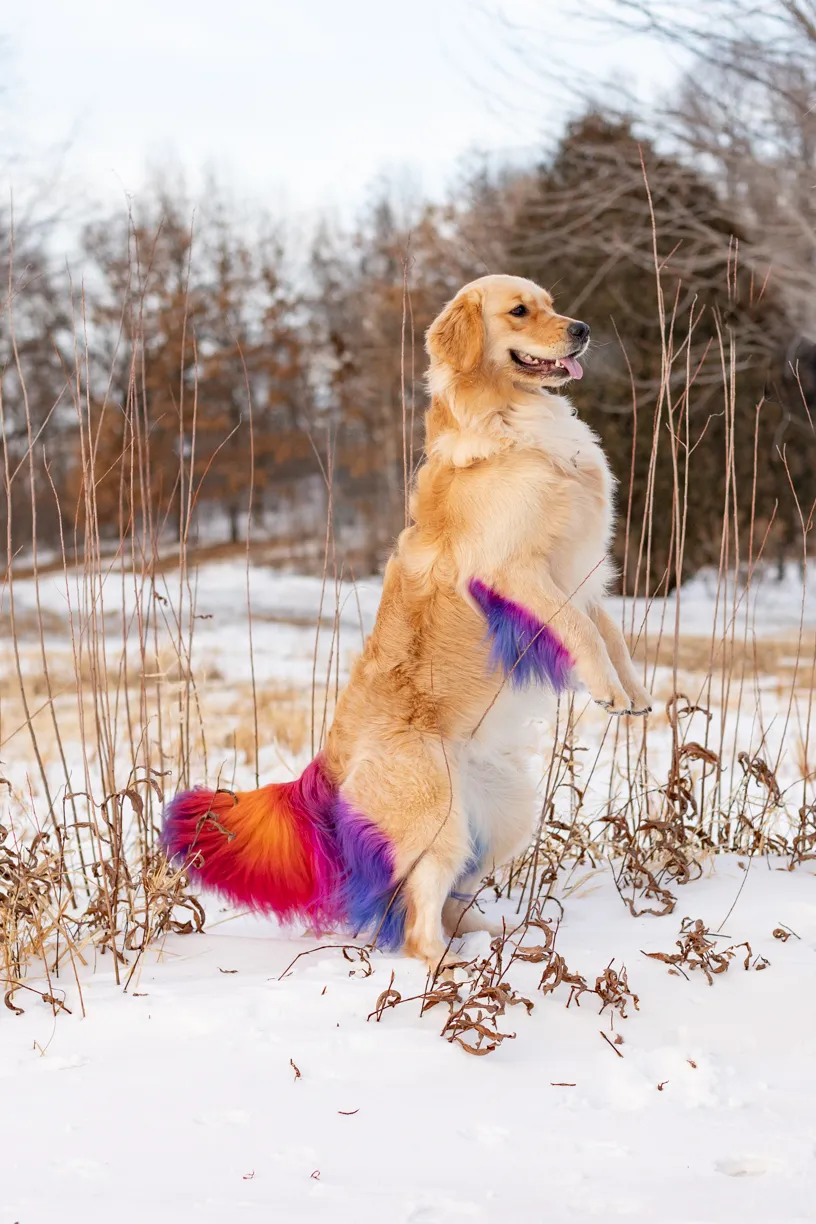 Rainbow Golden Retriever with dyed hair in Minnesota, photo 24 of 30